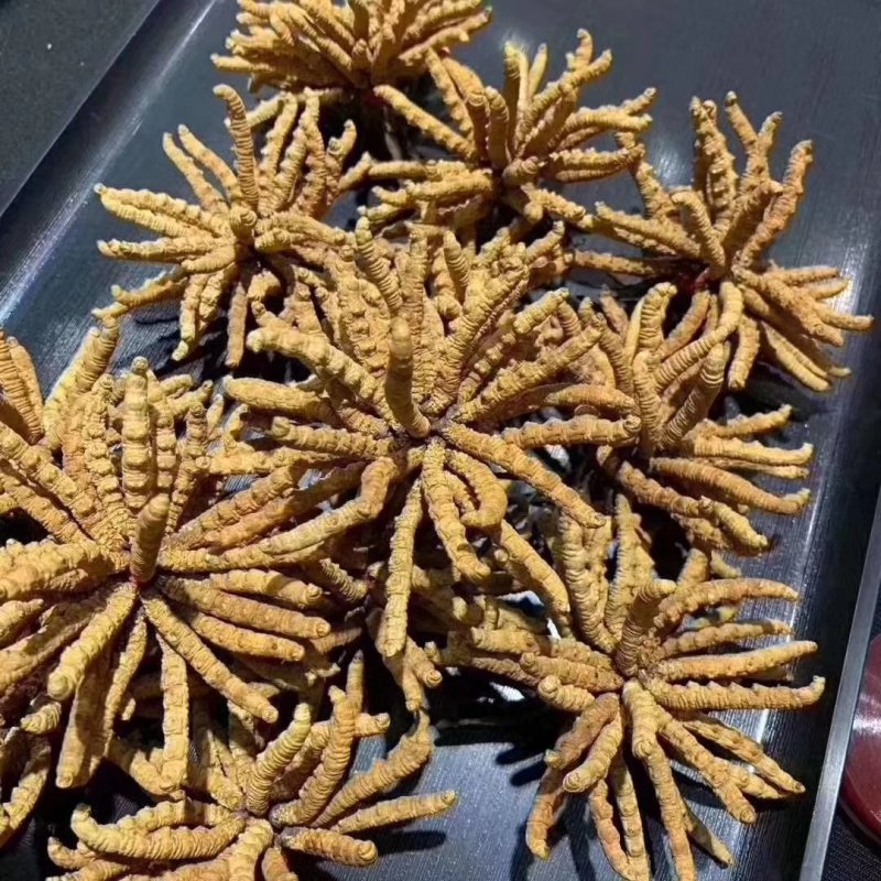 冬虫夏草玉树精选精品全国顺丰包邮，假一赔万不满意可退