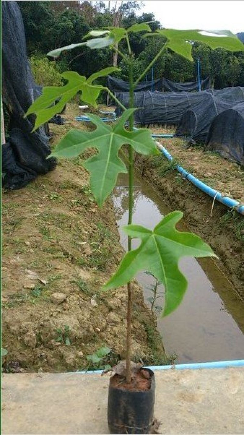 开花品种行道树澳洲火焰木