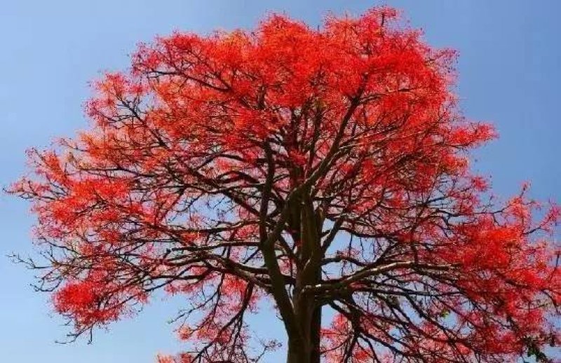 开花品种行道树澳洲火焰木