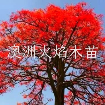 开花品种行道树澳洲火焰木