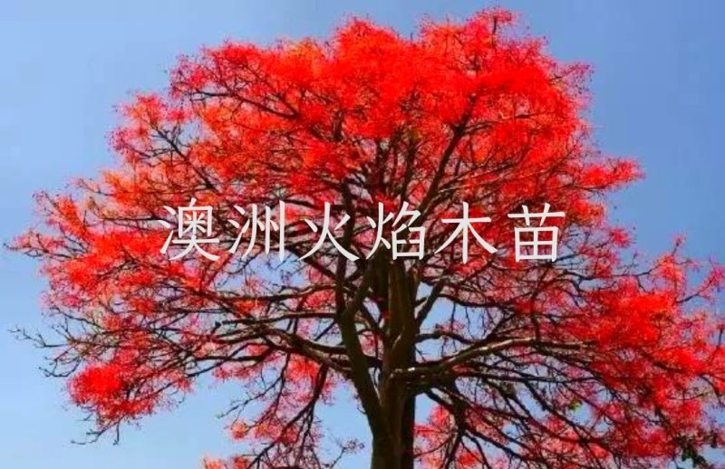开花品种行道树澳洲火焰木