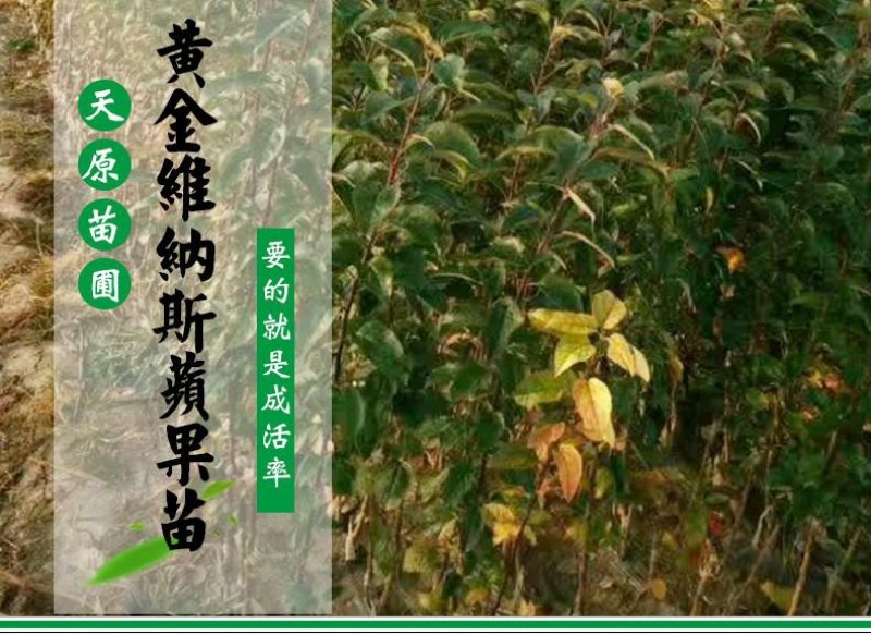 黄金维纳斯苹果适合南北种植苗，全国种植苹果