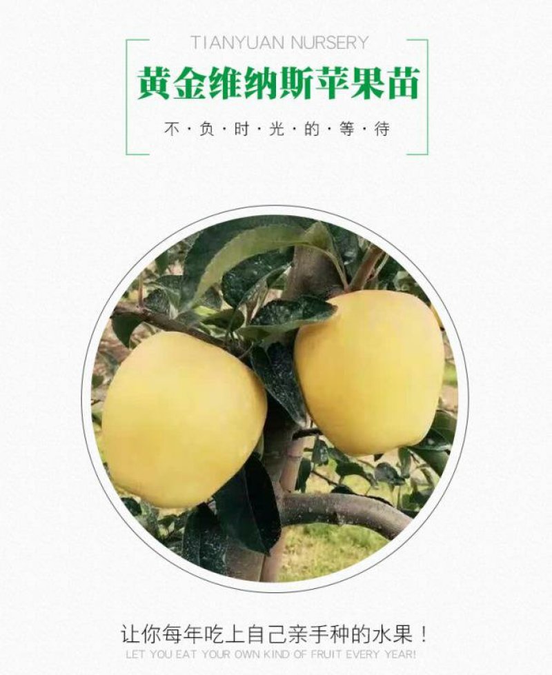黄金维纳斯苹果适合南北种植苗，全国种植苹果