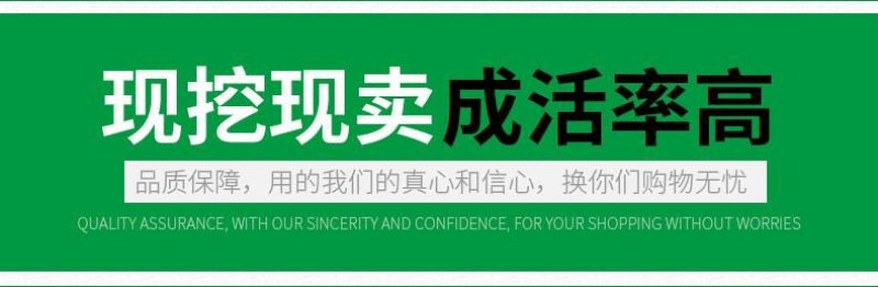 黄金维纳斯苹果适合南北种植苗，全国种植苹果