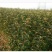 黄金维纳斯苹果适合南北种植苗，全国种植苹果