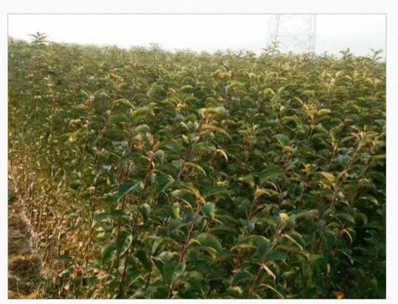黄金维纳斯苹果适合南北种植苗，全国种植苹果