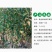 黄金维纳斯苹果适合南北种植苗，全国种植苹果