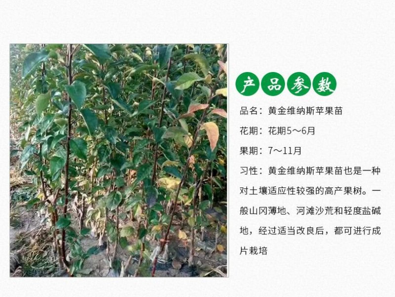 黄金维纳斯苹果适合南北种植苗，全国种植苹果