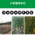 黄金维纳斯苹果适合南北种植苗，全国种植苹果