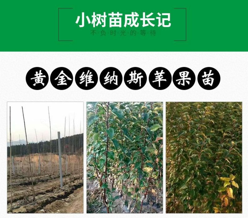 黄金维纳斯苹果适合南北种植苗，全国种植苹果
