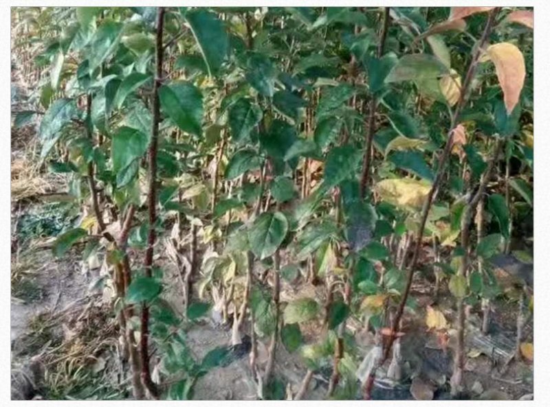 黄金维纳斯苹果适合南北种植苗，全国种植苹果