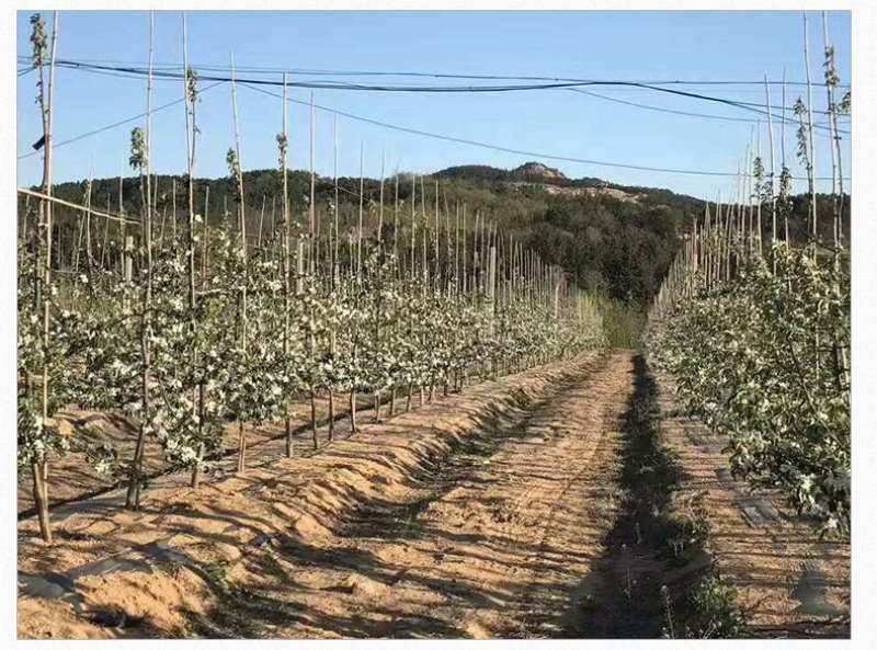 黄金维纳斯苹果适合南北种植苗，全国种植苹果