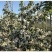 黄金维纳斯苹果适合南北种植苗，全国种植苹果
