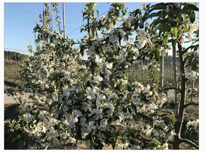 黄金维纳斯苹果适合南北种植苗，全国种植苹果