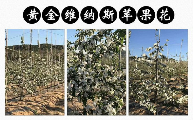 黄金维纳斯苹果适合南北种植苗，全国种植苹果