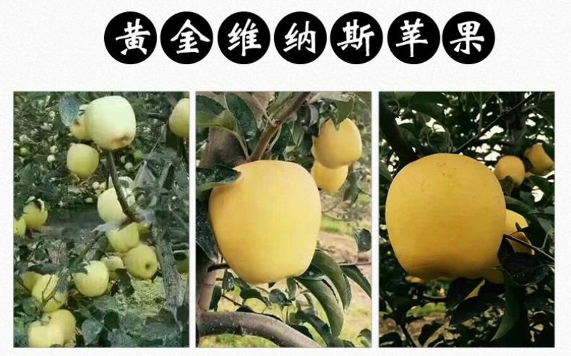 黄金维纳斯苹果适合南北种植苗，全国种植苹果