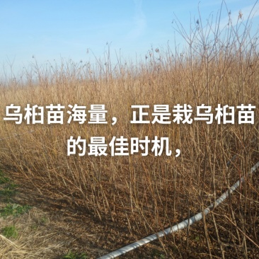 乌桕一年苗枫杨一年苗