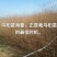 乌桕一年苗枫杨一年苗