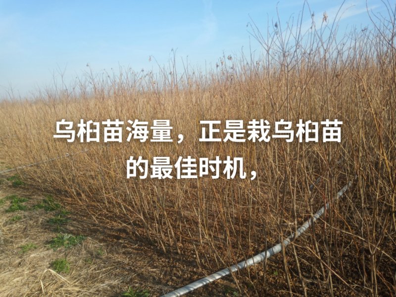 乌桕一年苗枫杨一年苗