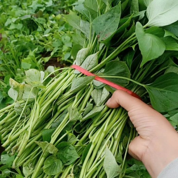 供应各种脱毒商19龙9西瓜红等脱毒红薯苗回收红薯合作