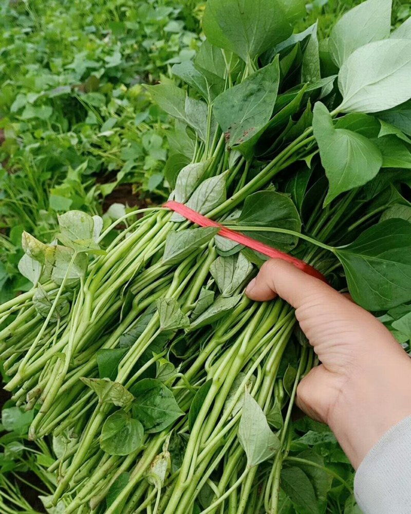 供应各种脱毒商19龙9西瓜红等脱毒红薯苗回收红薯合作