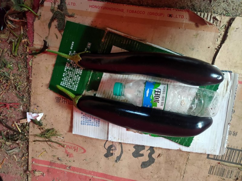 茄子辽宁茄子紫长茄产地直发品种保证欢迎来电咨询