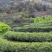 开化龙顶茶叶
