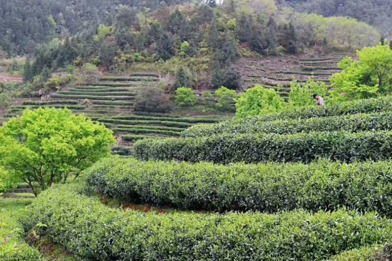 开化龙顶茶叶