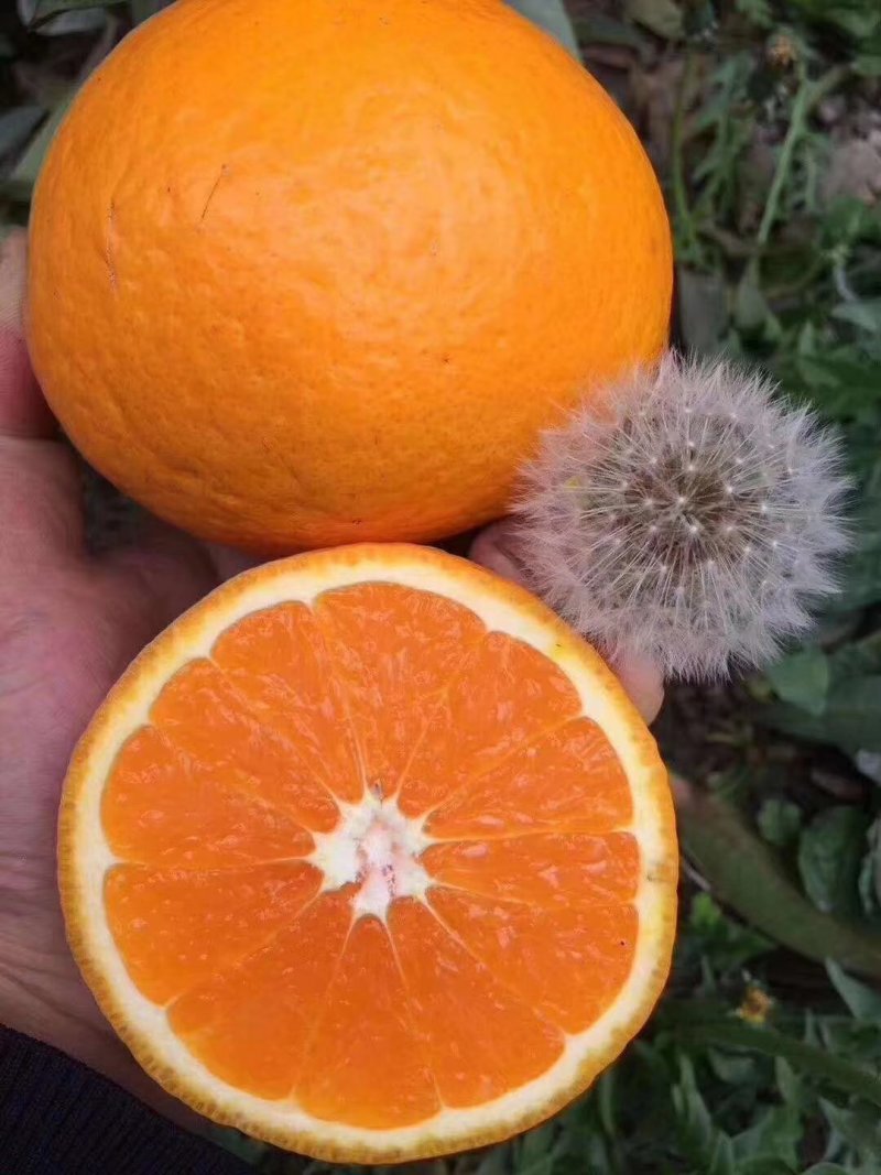 精品湖北伦晚脐橙.个头大质量好.口感甜一手货源支持视频看