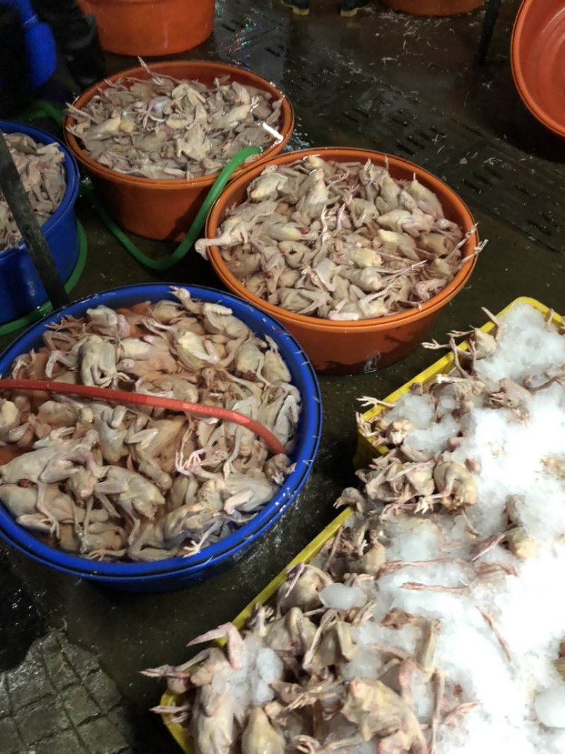 【品质现货】肉鸽精品鸽基地养殖量大从优欢迎咨询