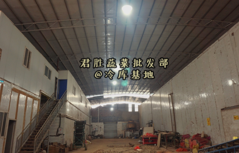 广西百色大姜本地姜肉姜姜种菜姜切丝餐饮