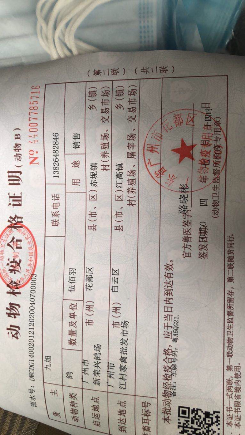 肉鸽精品鸽基地养殖量大从优欢迎咨询