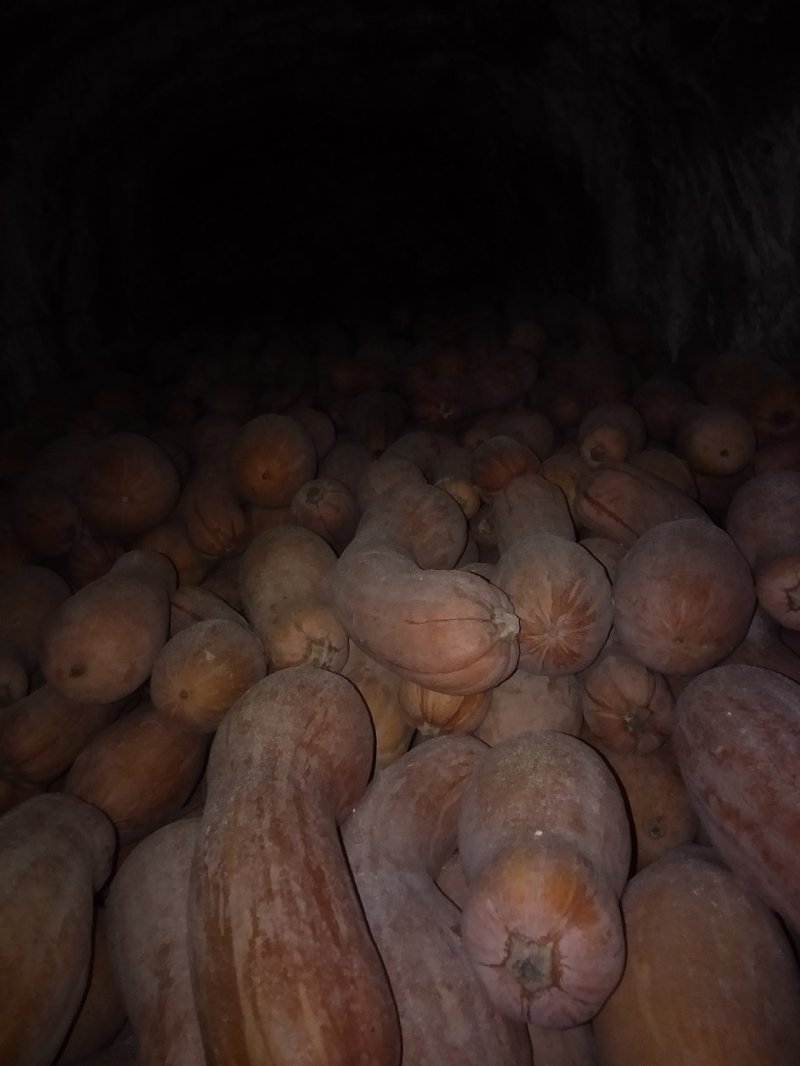 密本南瓜