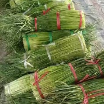 正宗什邡温二早大蒜