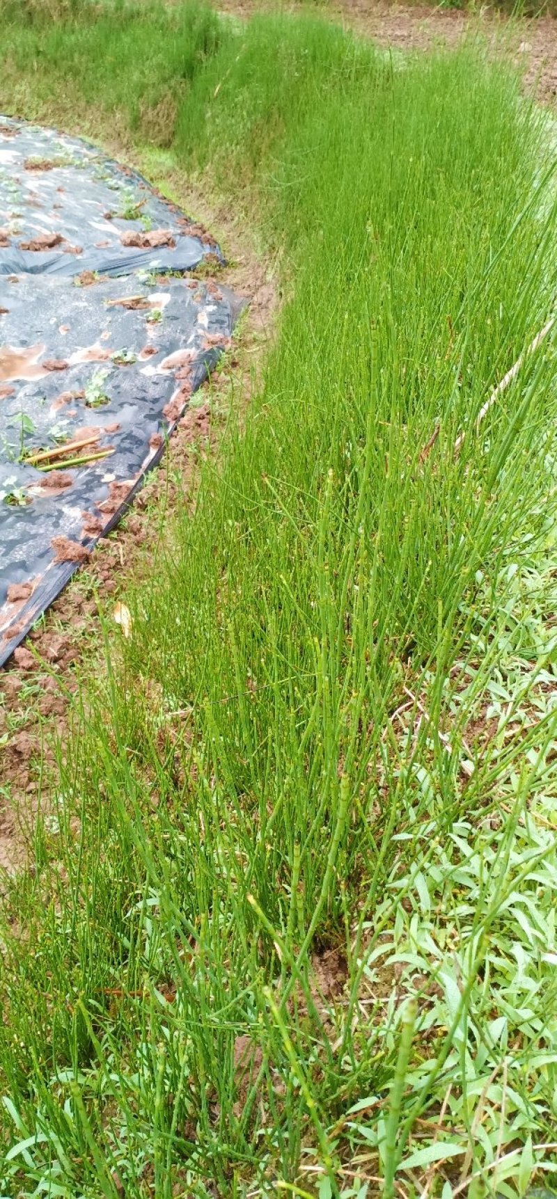 木贱草出售大量纯野生