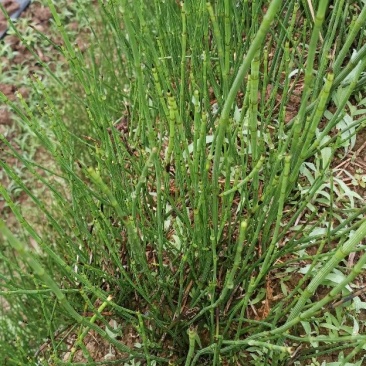 木贱草出售大量纯野生