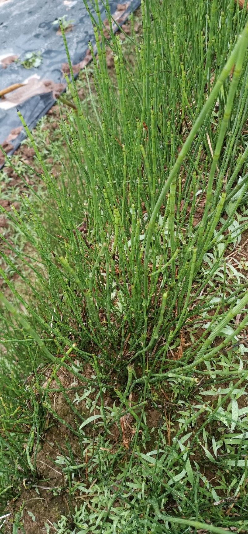 木贱草出售大量纯野生