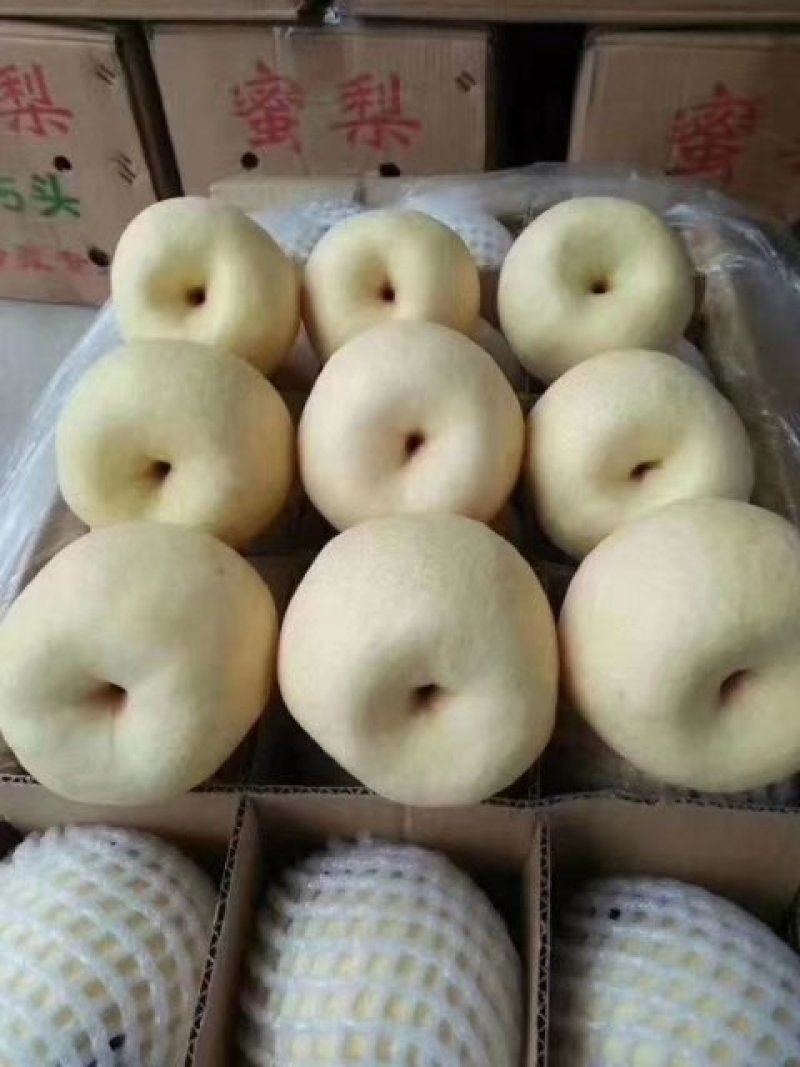 陕西酥梨批发，陕西贡梨价格，酥梨产地批发价格，