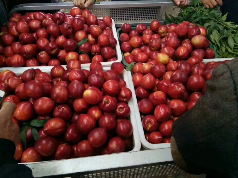 大棚油桃大量上市价格优惠。货源充足。保质保量