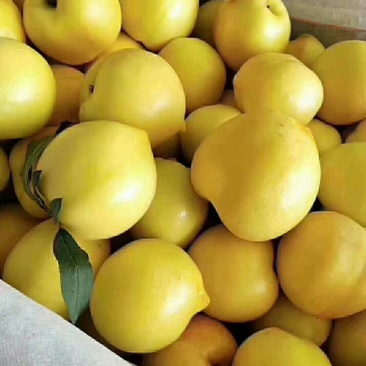 大棚油桃大量上市价格优惠。货源充足。保质保量