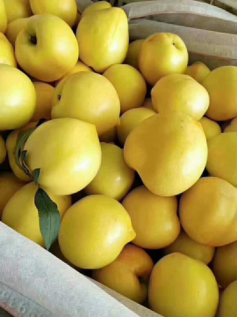 大棚油桃大量上市价格优惠。货源充足。保质保量