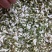 新鲜高山自然洋愧花纯花骨朵大量出售