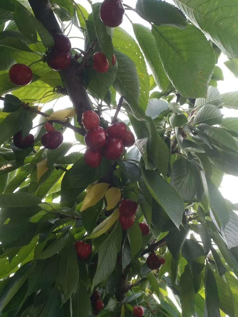 山东冠县大樱桃，红灯，美早，萨米拖，布鲁克斯，品种齐全