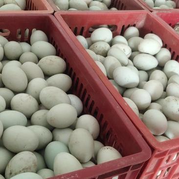 新鲜鸭蛋，6.8-7.5个一斤