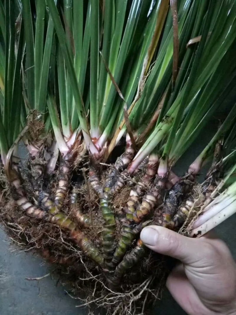 石菖蒲种苗