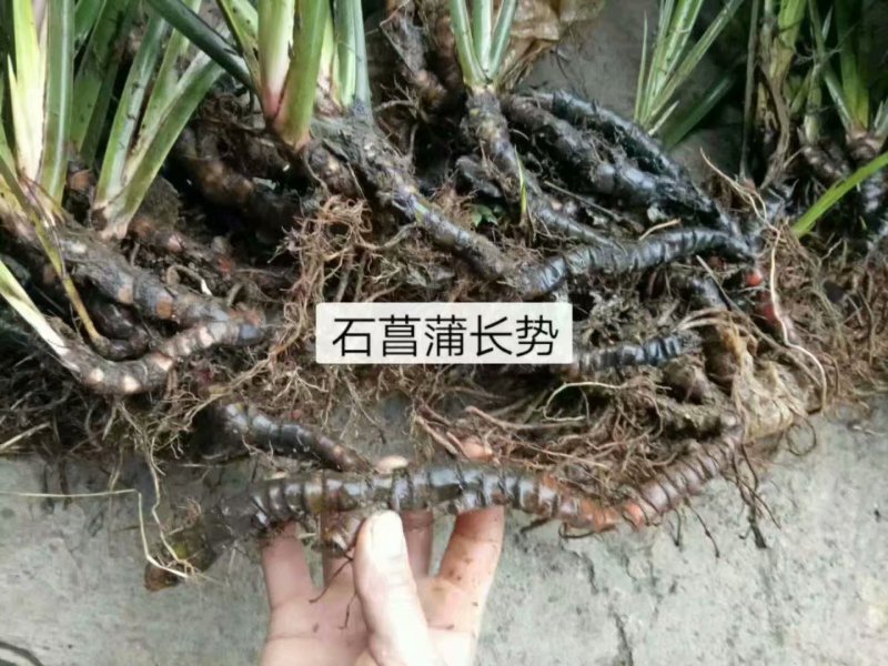 石菖蒲种苗