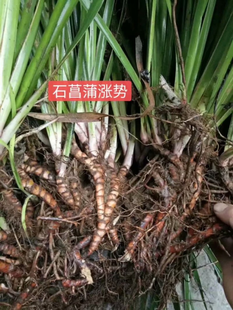 石菖蒲种苗