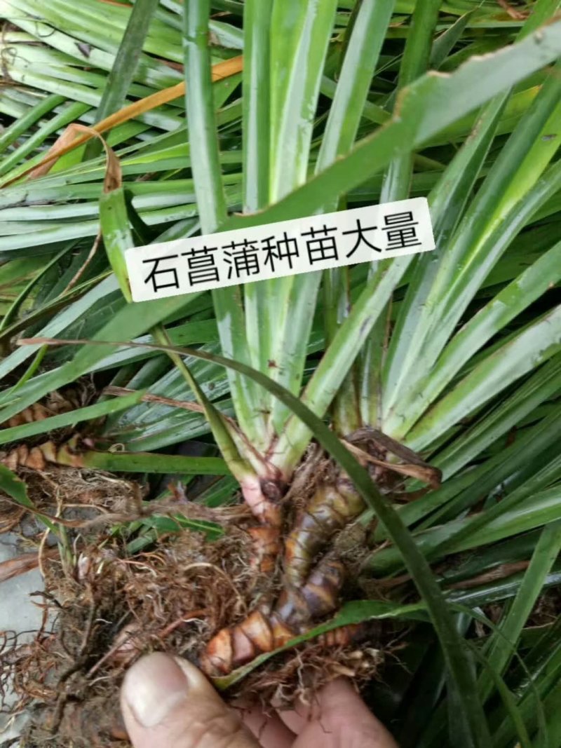 石菖蒲种苗