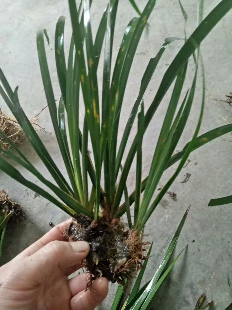 石菖蒲种苗