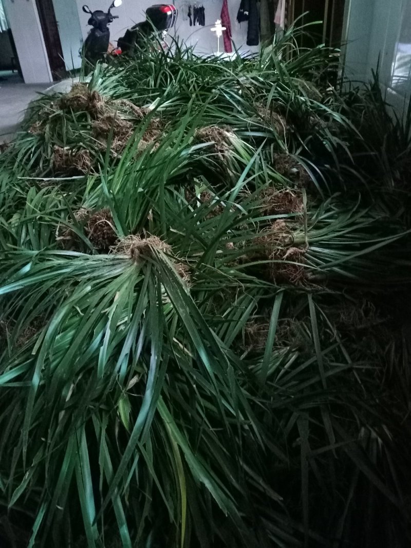 石菖蒲种苗
